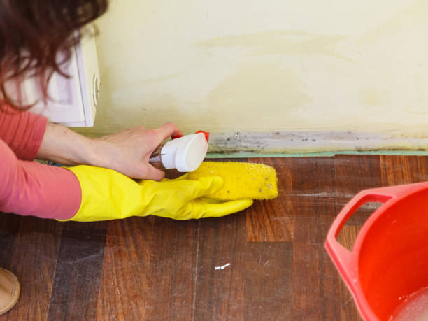 Best Environmental Consulting for Mold Prevention  in El Segundo, CA